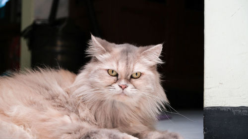 Close-up portrait of cat relaxing at home