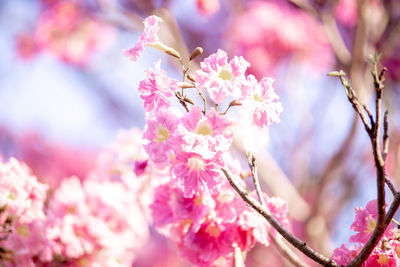 Close-up of pink cherry blossom