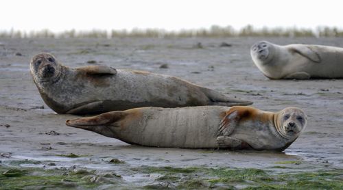 Sheep resting on a beach