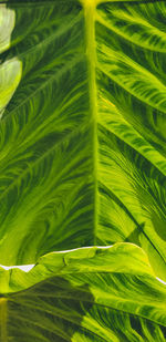 Full frame shot of palm leaves