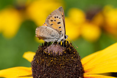 Close-up of butterfly pollinating on yellow flower