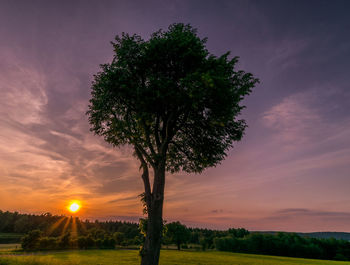 Tree on field against sky during sunset