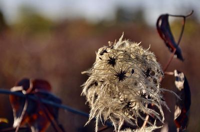 Close-up of butterfly on dry flower