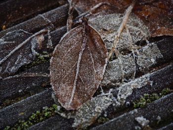 Close-up of dry autumn leaves