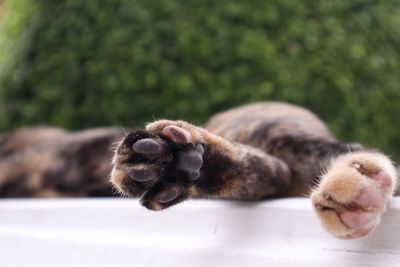 Close-up of a cat resting