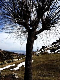 Bare tree on snow covered land against sky