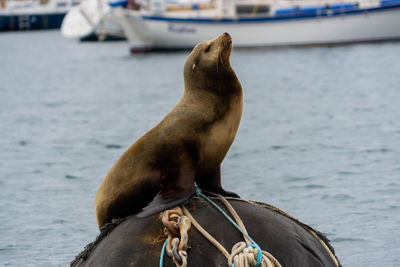 High angle view of sea lion