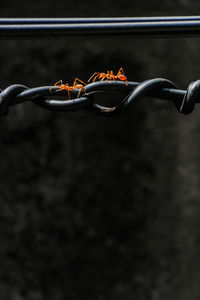 Close-up view of leaves