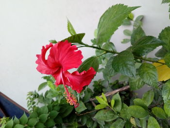 Close-up of red hibiscus blooming outdoors