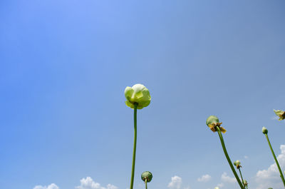 Low angle view of yellow flowers against blue sky