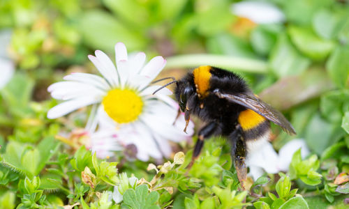 Close-up of bee pollinating on flower