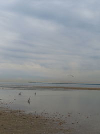 View of birds on beach against sky