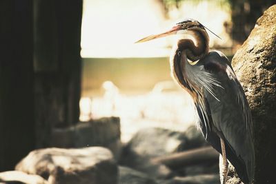 Close-up of an animal