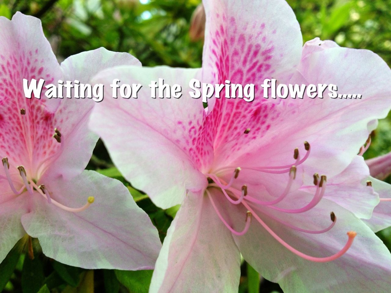 flower, petal, freshness, flower head, fragility, pink color, close-up, focus on foreground, growth, beauty in nature, stamen, blooming, nature, white color, plant, text, outdoors, day, selective focus, no people