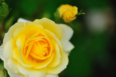 Close-up of yellow flower