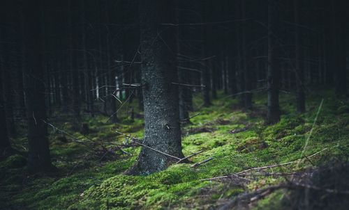 Trees growing in forest