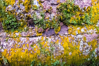 Close-up of moss growing on rock