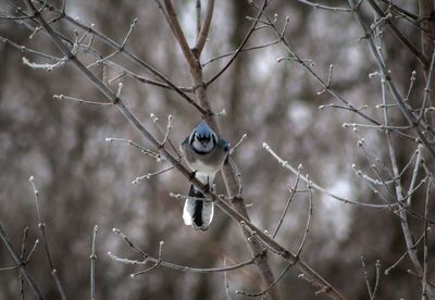 Blue jay perching on bare tree