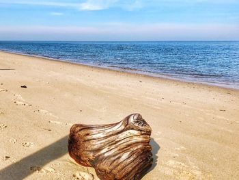 Shells on sand at beach against sky