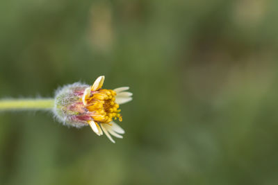 Close-up of honey bee on yellow flower