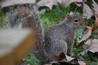 Close-up of squirrel on field
