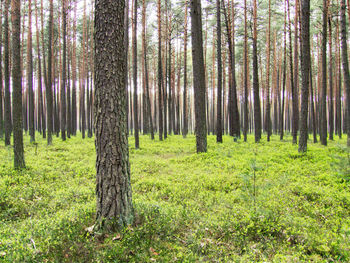 Trees in forest