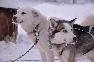 Close-up of dogs on snow field