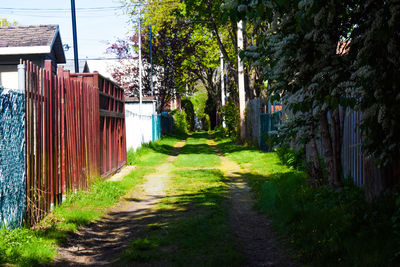 Footpath amidst trees and buildings