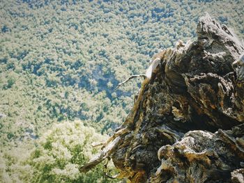 Close-up of tree against mountain