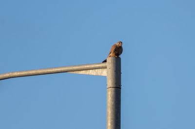 Low angle view of bird perching on pole against clear blue sky