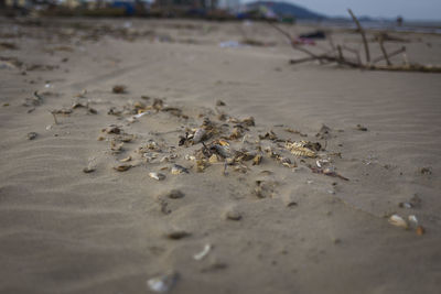 Surface level of shells on shore