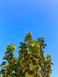 Low angle view of plant against clear blue sky