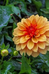 Close-up of yellow flowering plant