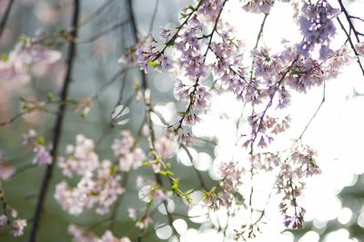 Close-up of fresh pink flowers blooming on tree