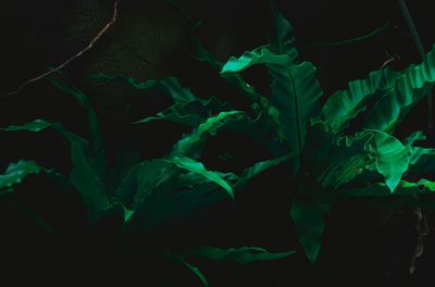 Close-up of leaves over black background