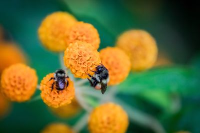 Close-up of honey bee on flower