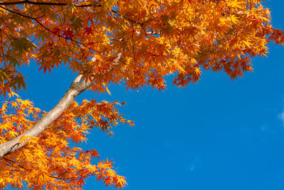 Low angle view of maple tree against blue sky