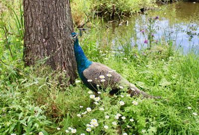Peacock on tree trunk