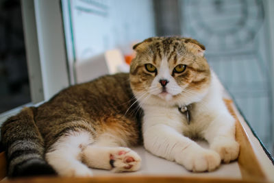 Close-up of a cat resting