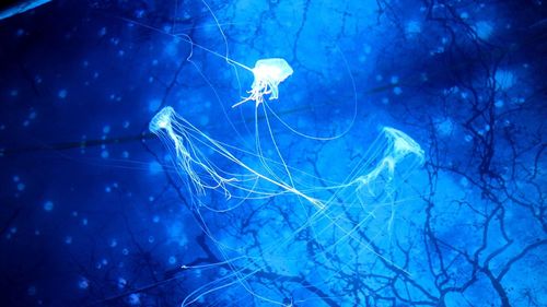 Close-up of jellyfish swimming in sea