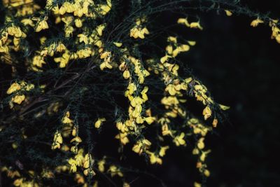 Close-up of lichen on tree