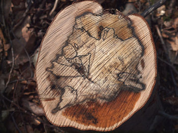 Close-up of tree stump in forest