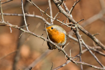 Close-up of bird perching on branch