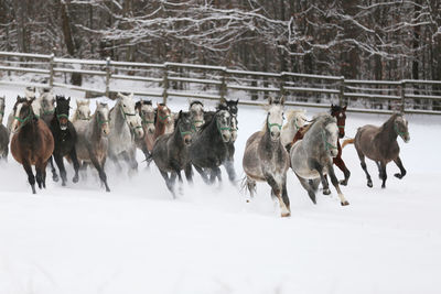 Herd of mares