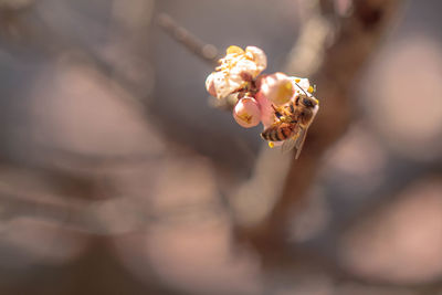 Close-up of flower buds