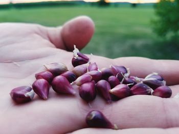 Close-up of hand holding flower