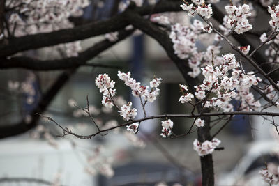 Close-up of cherry blossom growing on tree