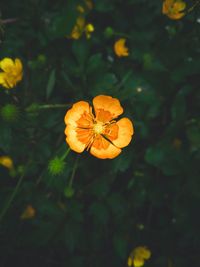 High angle view of orange flower