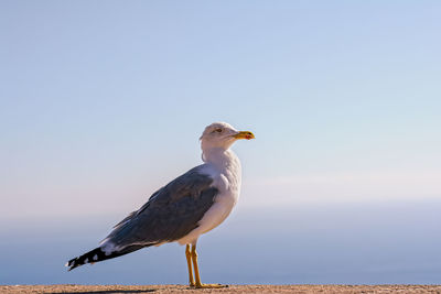 Seagull perching on a wall