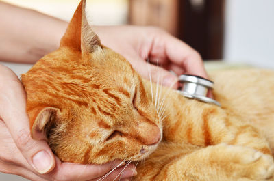 Close-up of hand holding cat